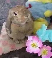 マミケルの画像