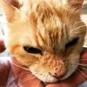 ねこちゃんの画像