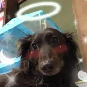 茉莉花