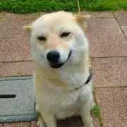 モモ