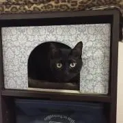 しまー