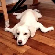 シーサーの画像