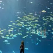 megの画像