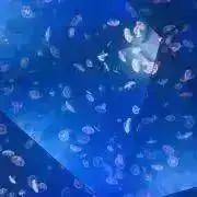 んの画像