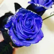 ROSE(^з^)-☆プロフ必読