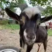 オージの画像