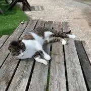 ナギの画像