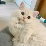 ミーチョの画像