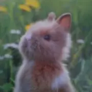 みみの画像