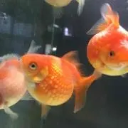 ピンポンパールさんの画像