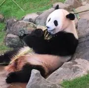 mimiの画像