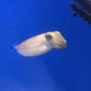 コウイカの画像