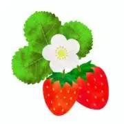 いちご☆即購入可☆の画像