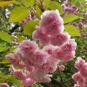 やえ桜