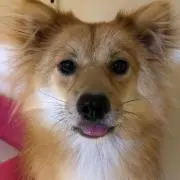 ハルカズパパ
