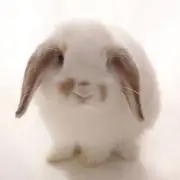 mugiの画像