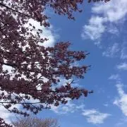 マカ