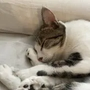 ささぴょんの画像
