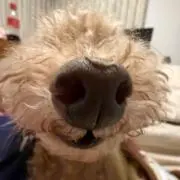 ちっちの画像