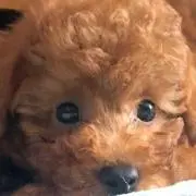 ナイト