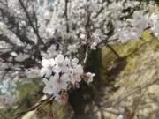 YUKIの画像