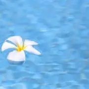 プリモの画像