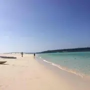 ことりの画像