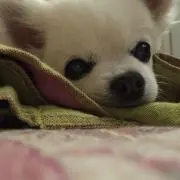 つちのこナツの画像