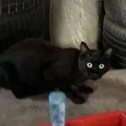 佐々木ぜんこう