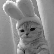 ぴの画像
