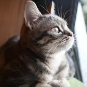 えもんの画像