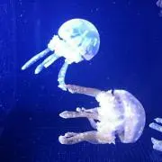 ★komama★サイズアウト出品中の画像