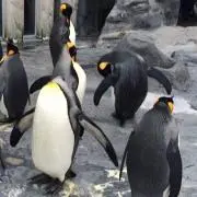 Natuの画像