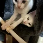 ジャイの画像