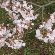 snowpinkの画像