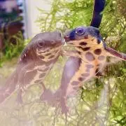 ERIEの画像
