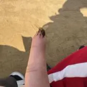 りんの画像