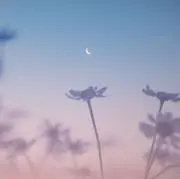 あちゃんの画像