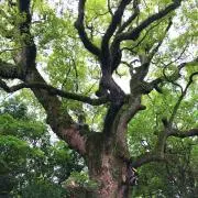 どらやき（断捨離中）の画像