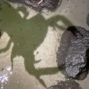 出恭
