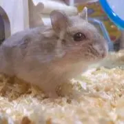 ハム太の画像