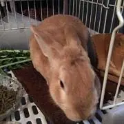 偽善者みつ