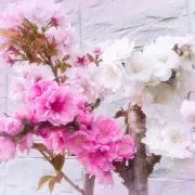 花桃の画像