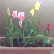 はりーの画像