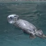 むぐの画像