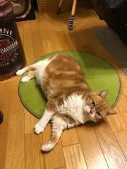 クッキーの画像