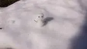 ヒリューの画像