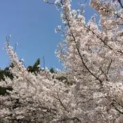 ぴいまん