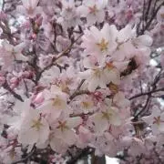 ちょろの画像