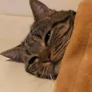 Tomokun